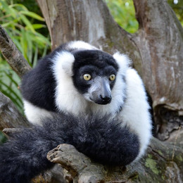 Zoos de la Flèche et Beauval